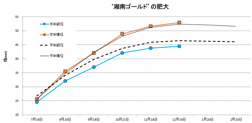 湘南ゴールド肥大