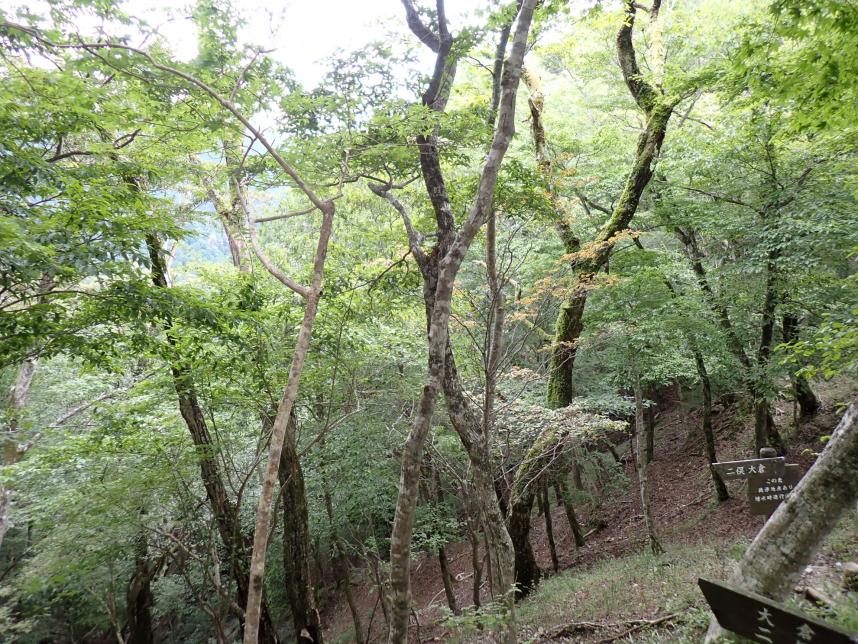 鍋割山後沢乗越