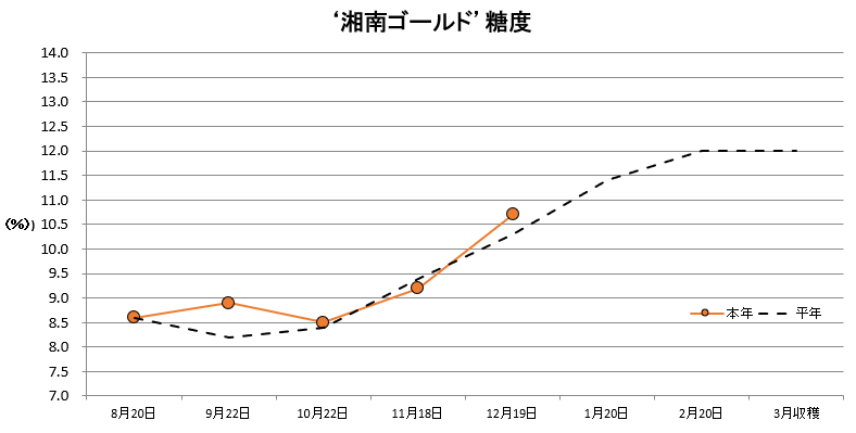 湘南ゴールド糖度