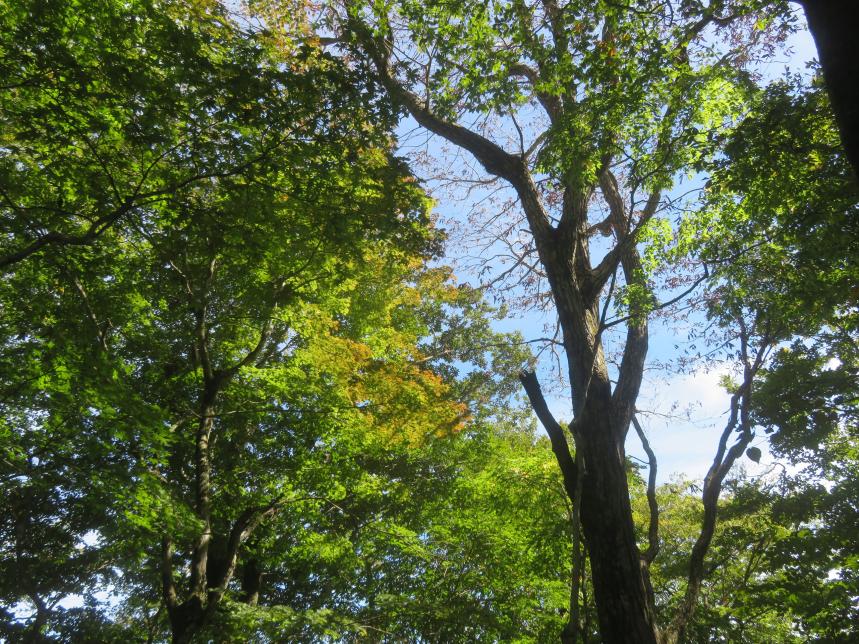 10月8日大棚ノ頭周辺
