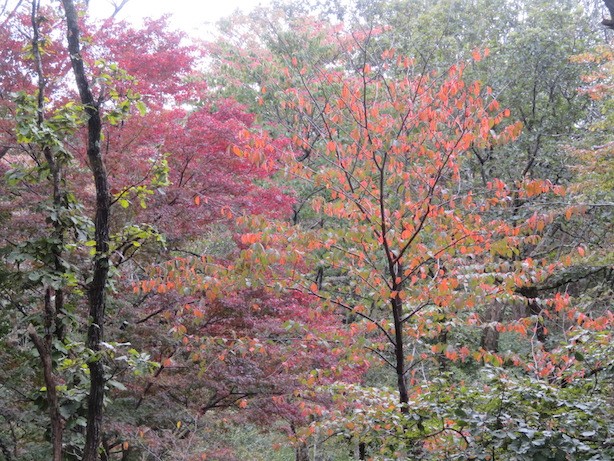 10月10日陣馬山山頂