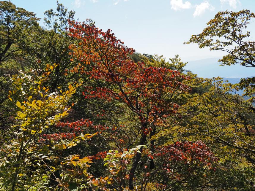 10月17日大倉尾根花立そろそろ見ごろ