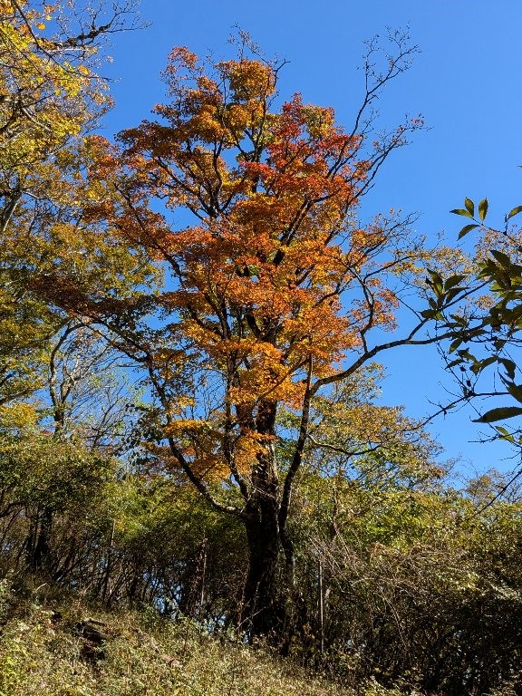 10月17日大室山分岐そろそろ見ごろ