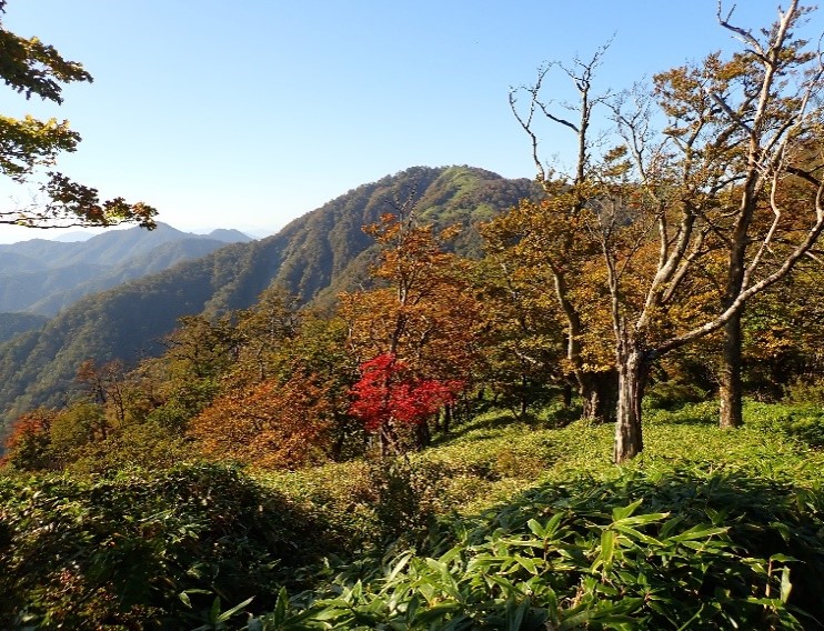 10月17日丹沢主脈丹沢山から塔ノ岳の間そろそろ見ごろ