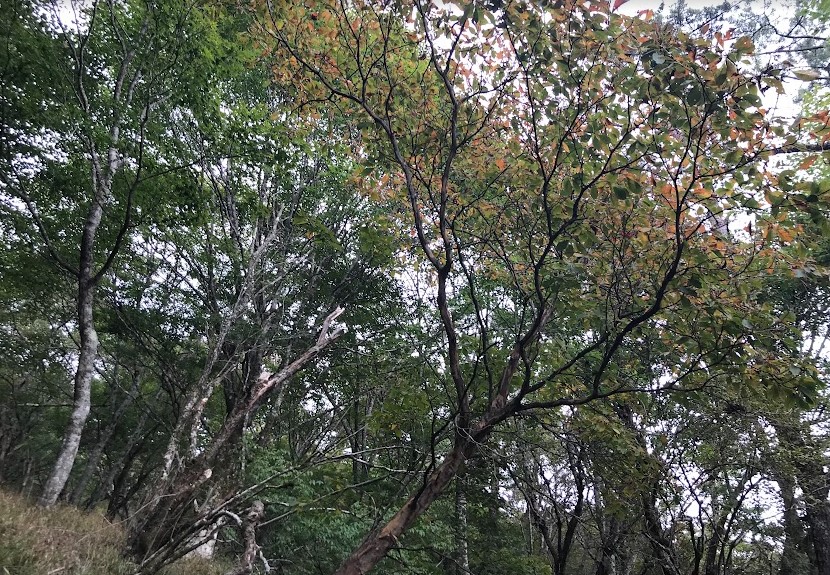 10月18日大倉尾根標高約950メートル色づき始め