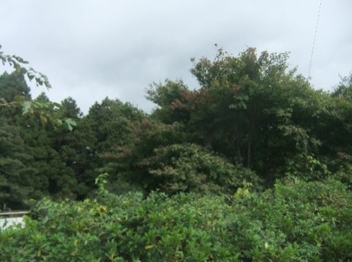 10月18日大野山山頂色づき始め2