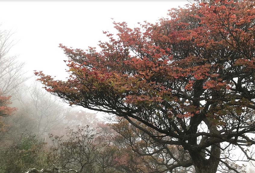 10月18日塔ノ岳山頂そろそろ見ごろ