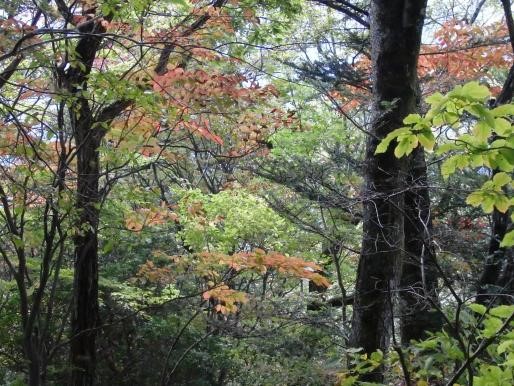 10月30日仏果山山頂周辺
