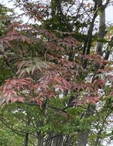 10月10日宮ケ瀬湖標高約700メートル