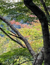 251023焼山山頂周辺