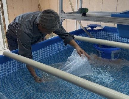 放流