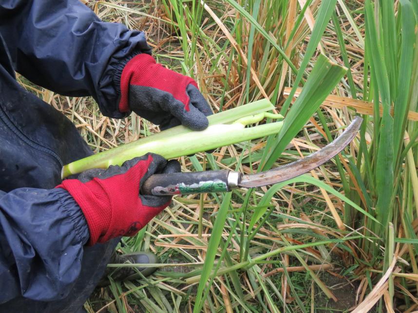 収穫したてのマコモタケ