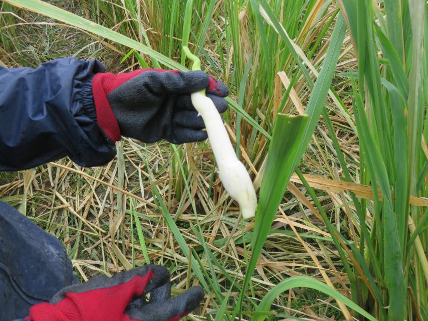 葉を剥いたマコモタケ