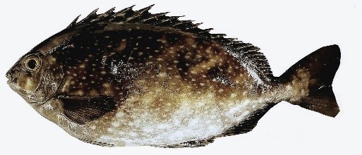 アイゴのイメージ図