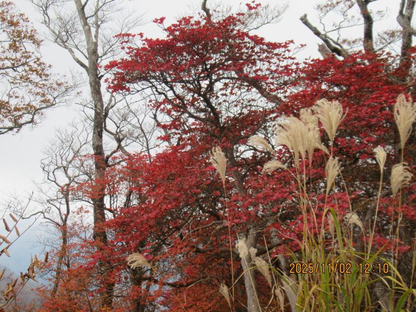 令和7年11月2日つつじ新道標高約1500メートル