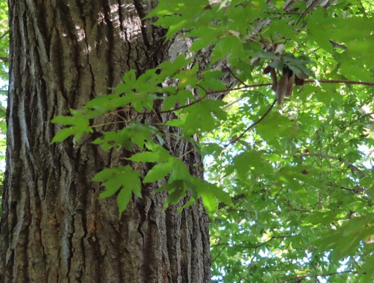 令和7年11月3日石砂山標高約500メートルカエデ