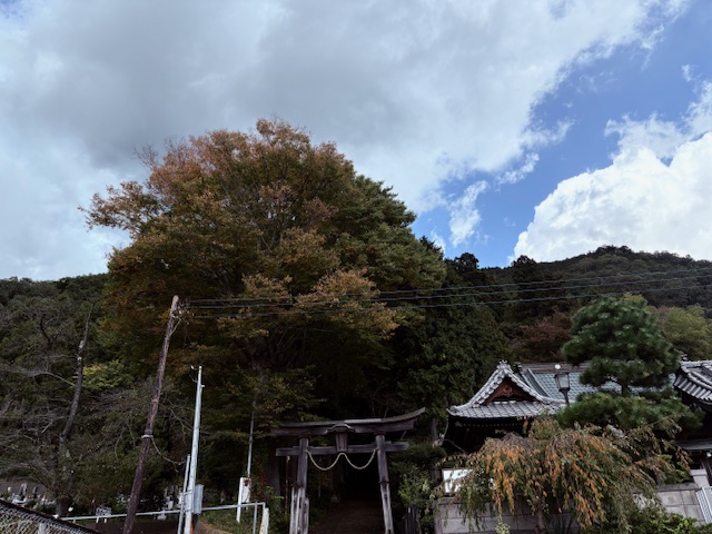 令和7年11月3日与瀬神社