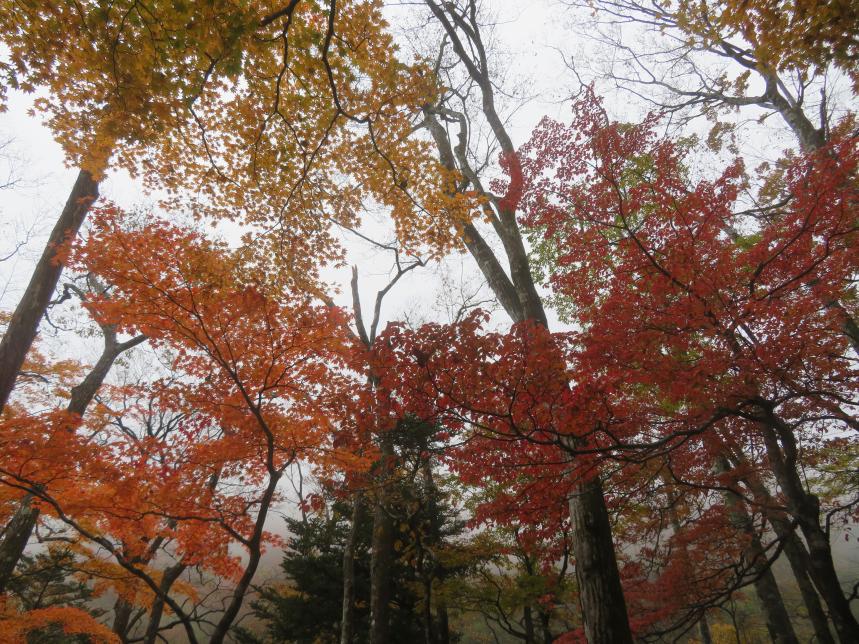 令和7年11月6日堂平標高約1000メートル