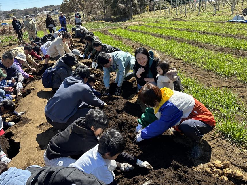 じゃがいもほり
