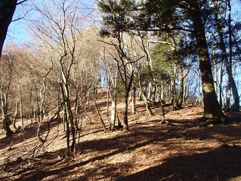 令和7年12月6日天王寺尾根標高約1000メートル