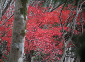 12月3日風巻ノ頭標高約600メートル
