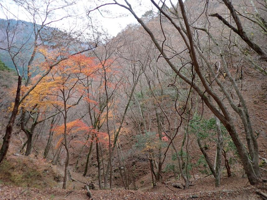12月3日鍋割山後沢乗越周辺