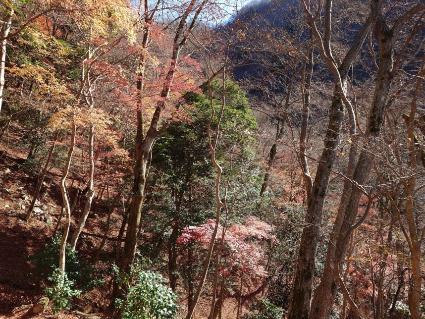 板小屋沢ノ頭標高約800メートル