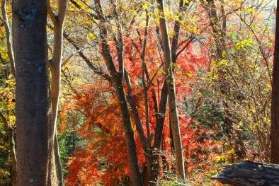 三ノ塔尾根標高約400メートル