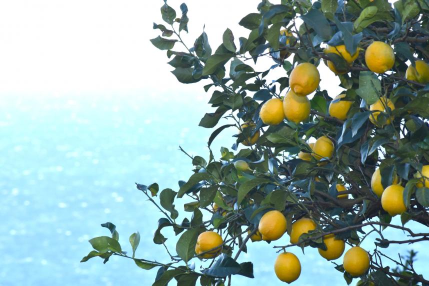 木になる湘南潮彩レモン