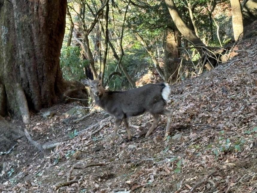 令和8年1月9日大山見晴台周辺