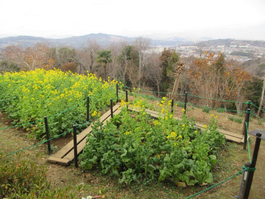 花畑の中の散策路