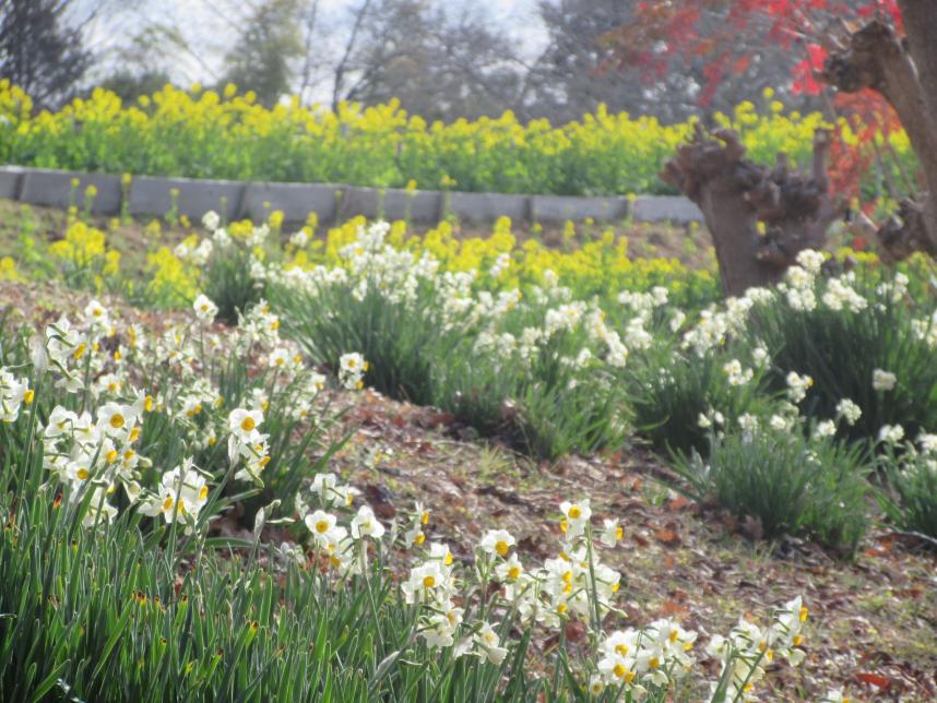 スイセンと菜の花