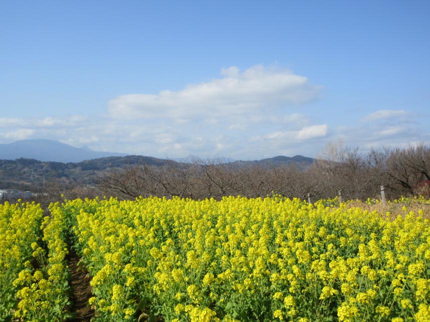 一面に咲く菜の花