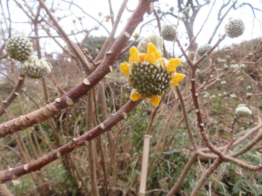令和8年1月28日大山日向薬師周辺