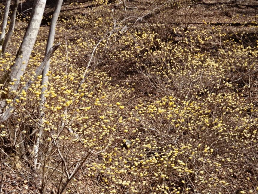 令和3月24日ゴーラ沢出合周辺ミツマタ
