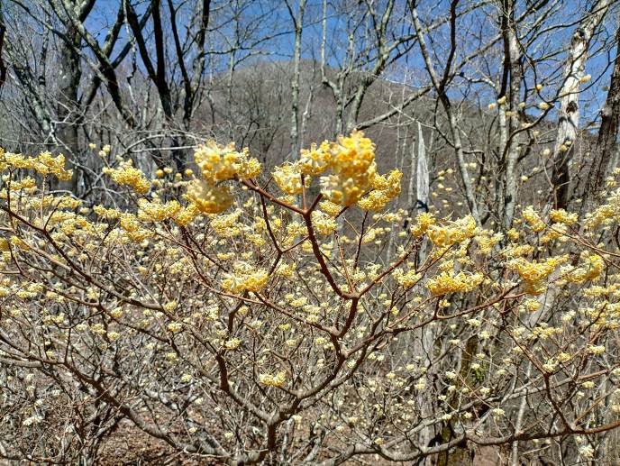 令和8月24日西丹沢権現山標高約800メートルミツマタ