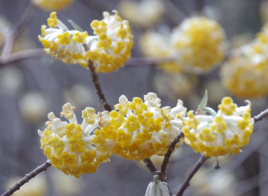 蓑毛とヤビツ峠の間 標高約500メートル
