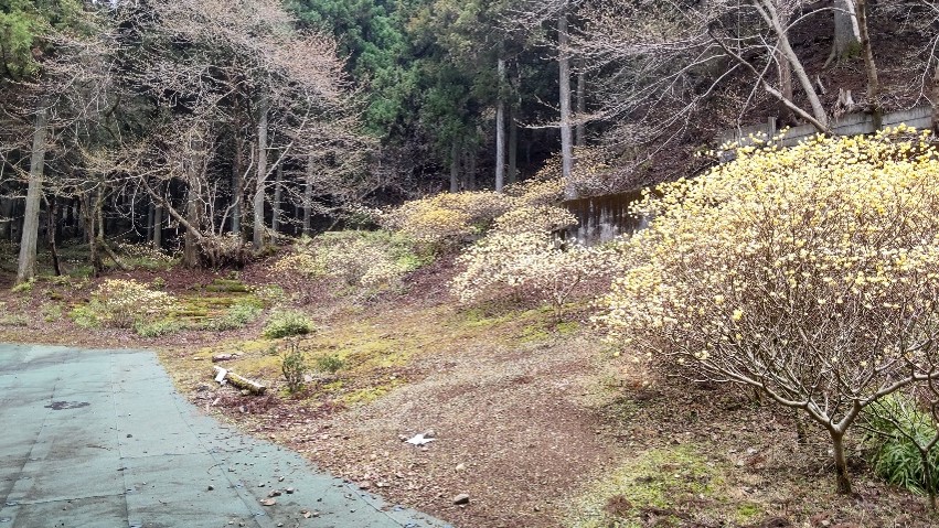 3月27日不動尻周辺
