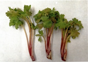 torikabutonowakamev2