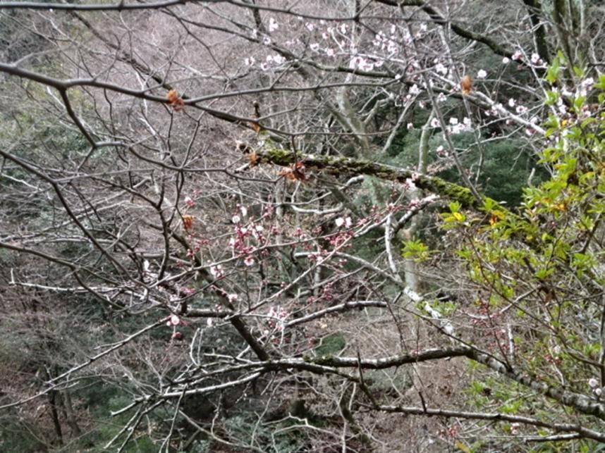 令和8年3月12日大山寺サクラ類