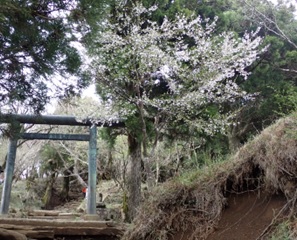 令和8年4月22日山頂周辺サクラ類