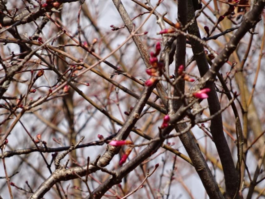権現山(秦野市)