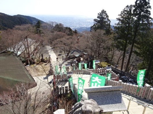 阿夫利神社下社のサクラ