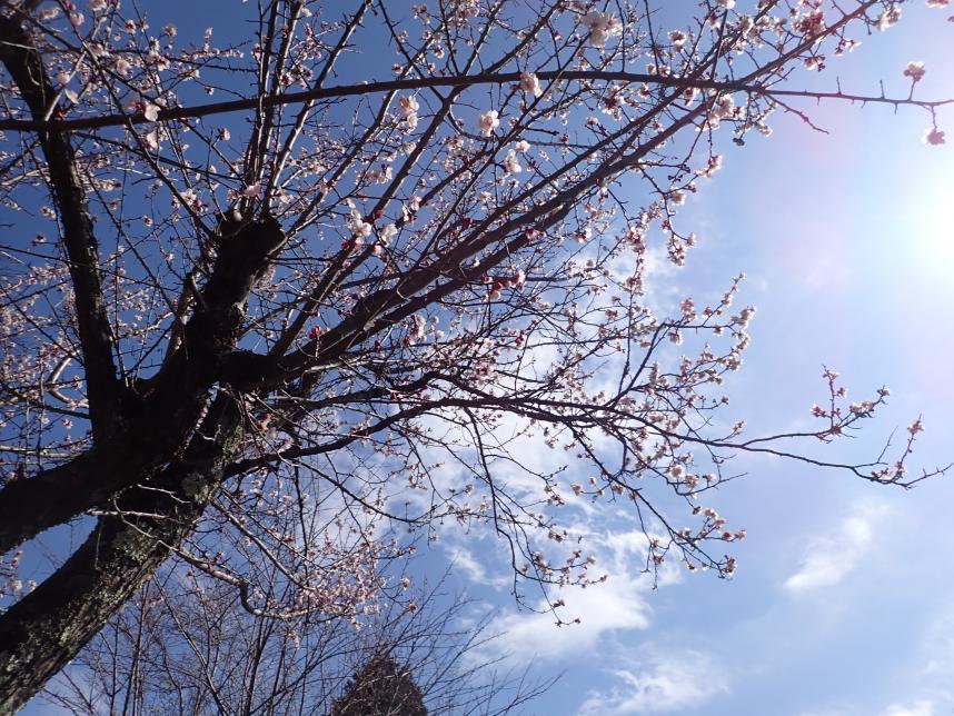 令和8年3月11日小仏城山山頂サクラ類