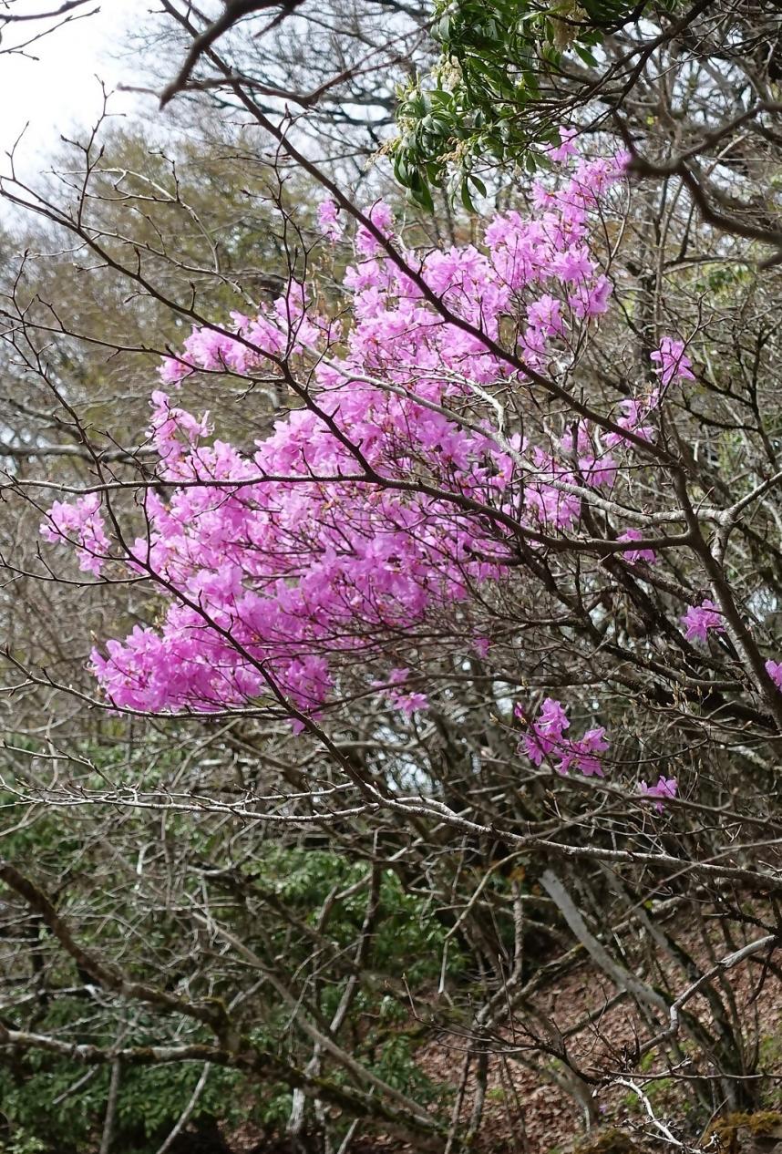 令和8年4月24日大山唐沢分岐