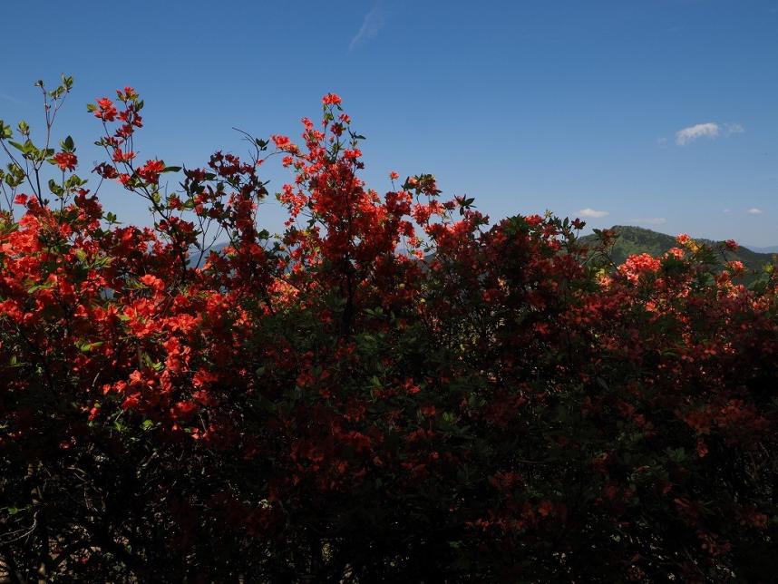 陣馬山山頂周辺