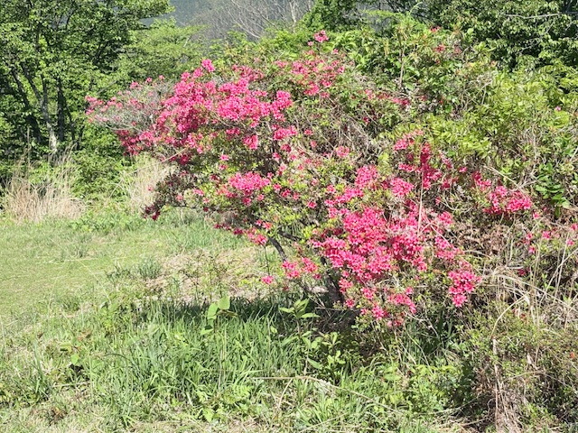 陣馬山山頂のツツジ類