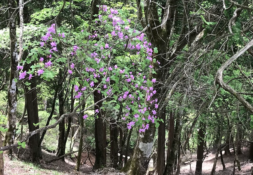 鍋割峠周辺