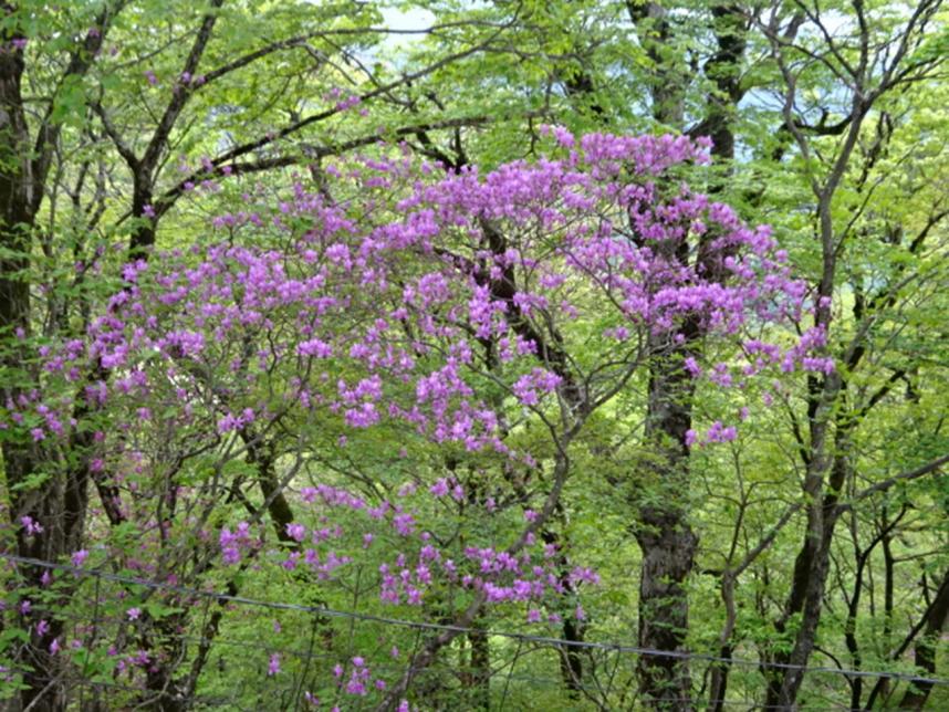 大界木山のトウゴクミツバツツジ