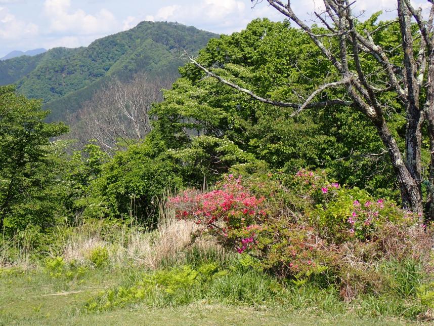 陣馬山山頂のツツジ